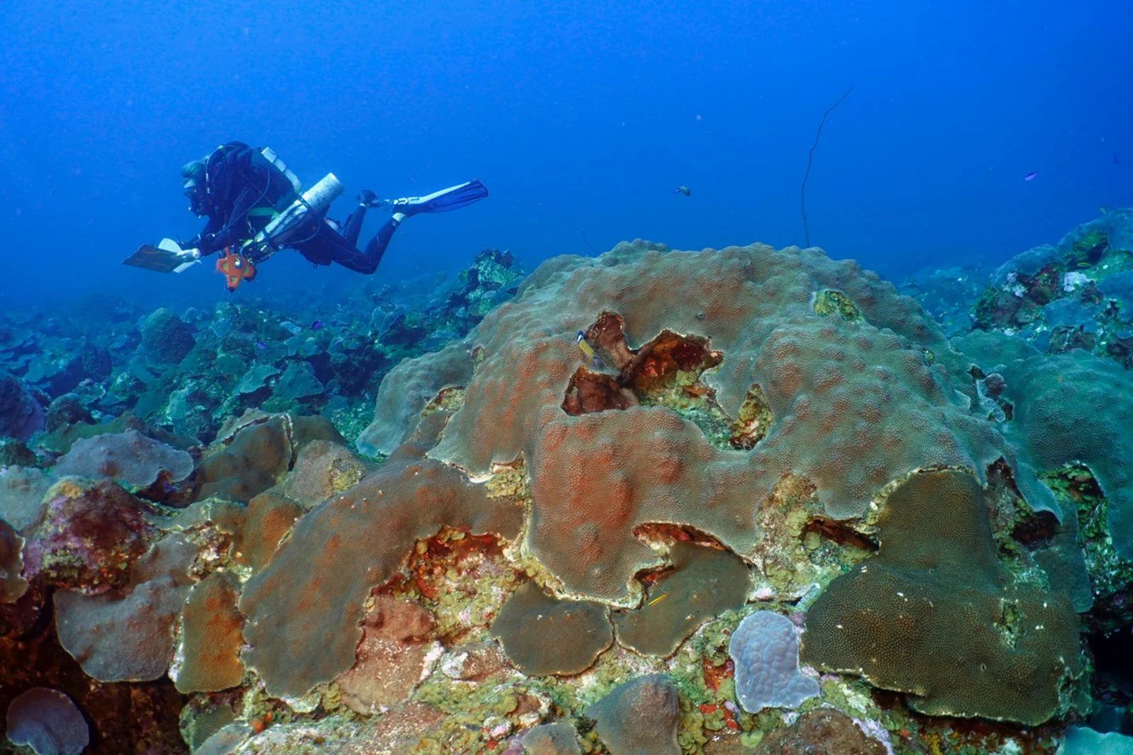 A scuba diver exploring coral reef underwater.