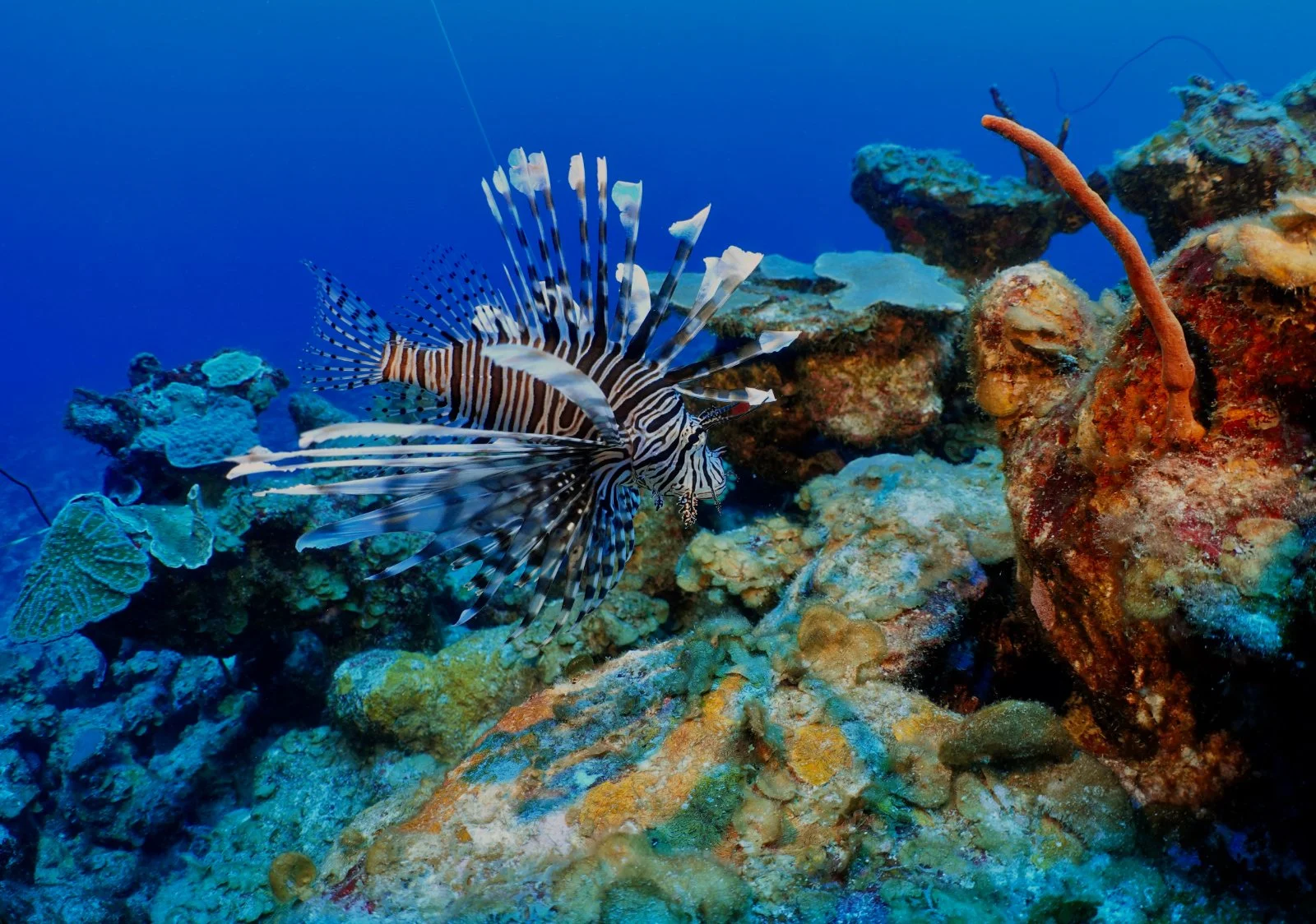 A lionfish hovering on a mesophotic coral reef off the coast of St Thomas, US Virgin Islands.