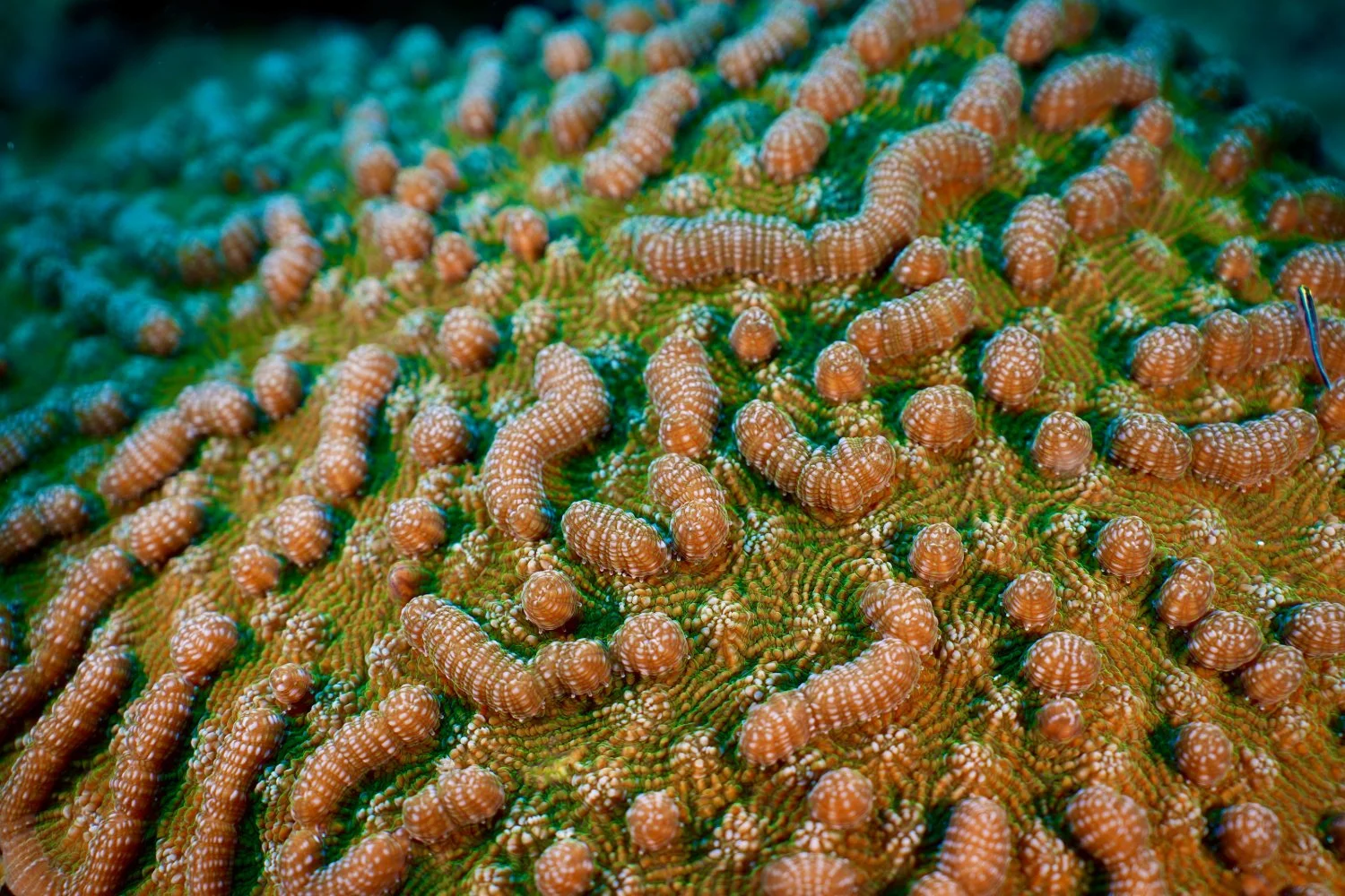 Close-up of orange and white brain coral with numerous small coral polyps underwater.