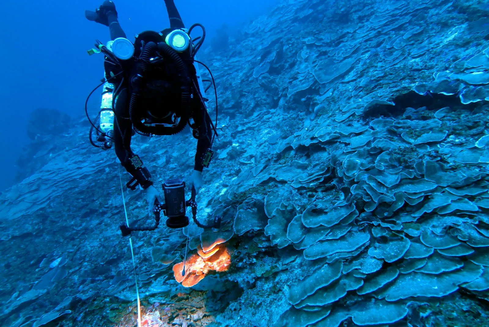 A closed circuit rebreather diver explores a mesophotic coral reef underwater, surrounded by large coral formations with a blue ocean background.