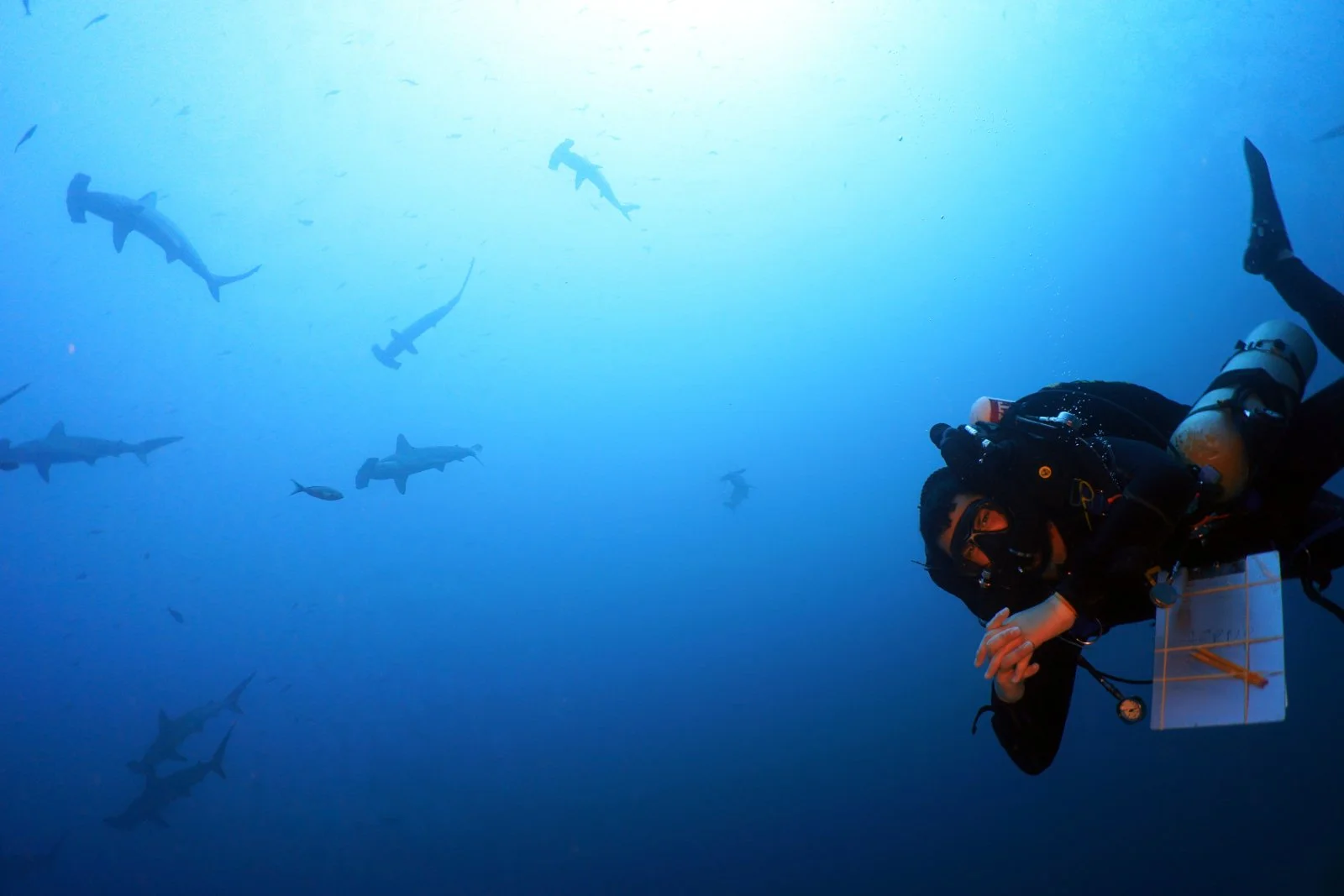 Viktor Brandtneris on a research expedition to the Galapagos, using a closed circuit rebreather with hammerhead sharks behind him.