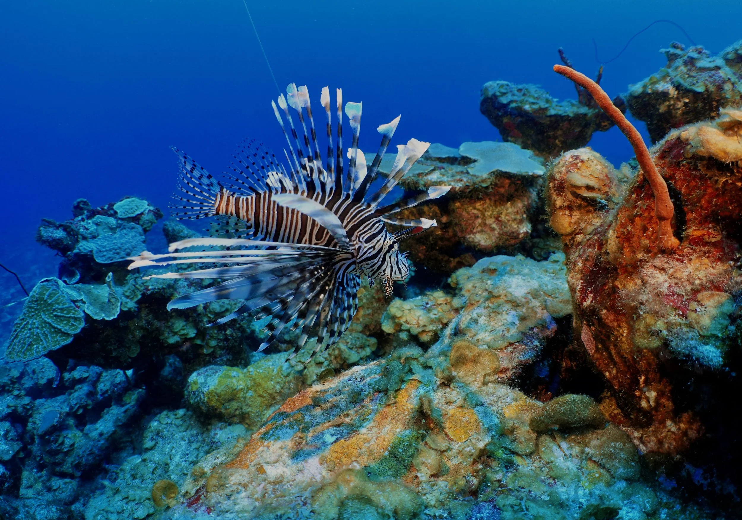 A lionfish swims near coral on a mesophotic reef on St Thomas, US Virgin Islands.