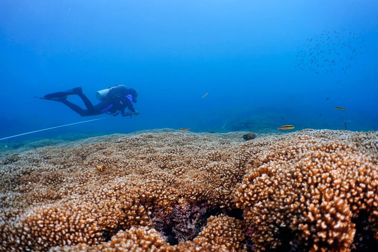 Scuba diver exploring a vibrant coral reef with various fish swimming nearby under clear blue water.