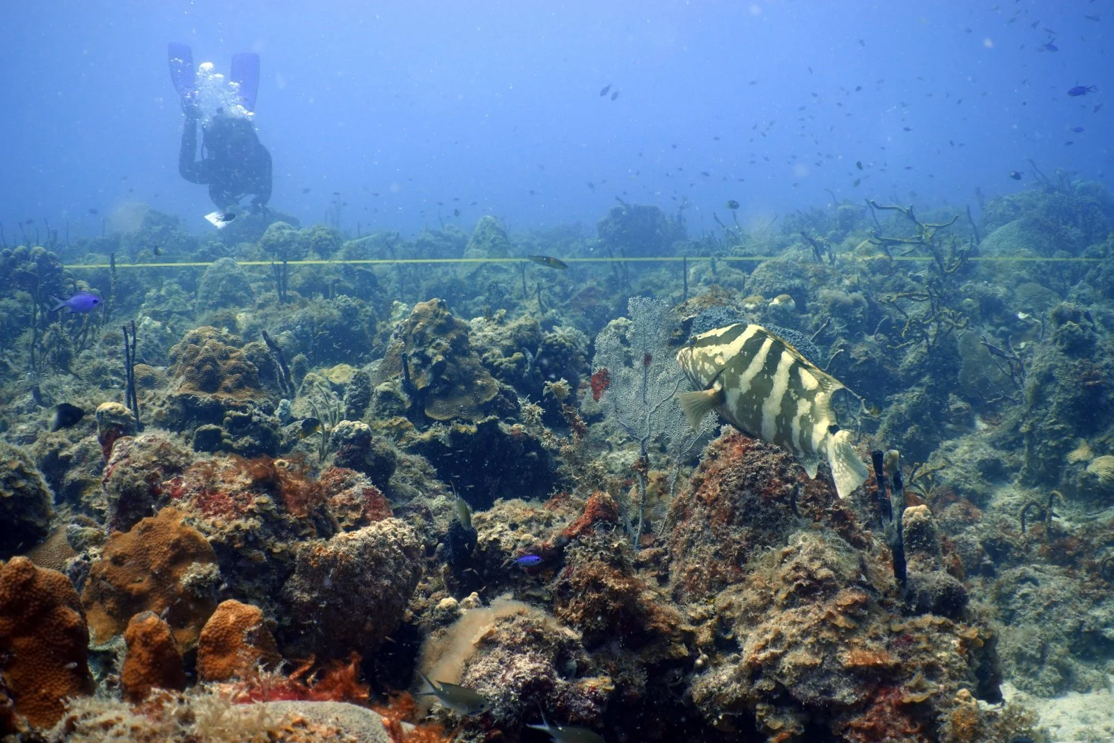 Underwater scene of coral reef with various fish, including a large striped fish swimming near rocks and coral formations, with a diver in the distance.