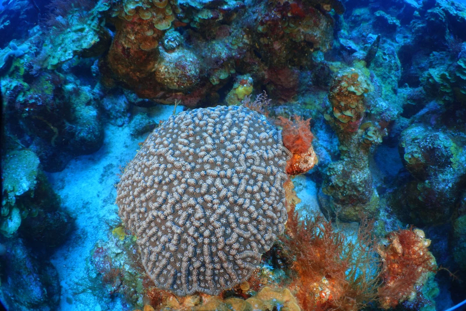 Let's Make Plans | Have a coral reef research question but need some help with execution in deeper water? We specialize in boat and dive support and logistics planning. We are located in the US Virgin Islands but are experienced in planning and execu