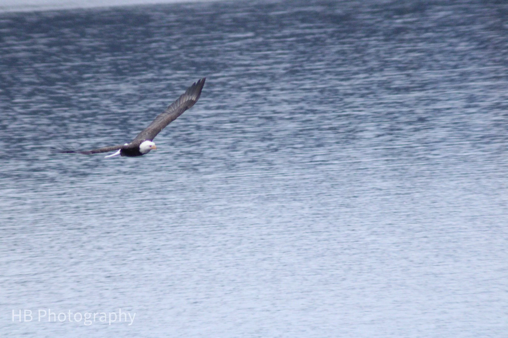 Eagle in flight