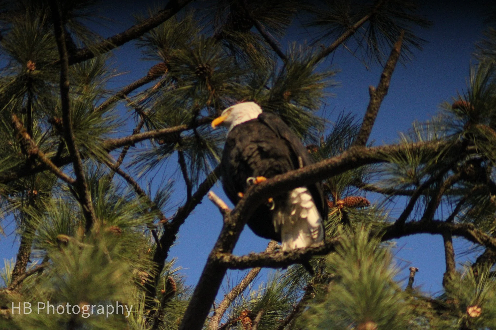 Eagle from below