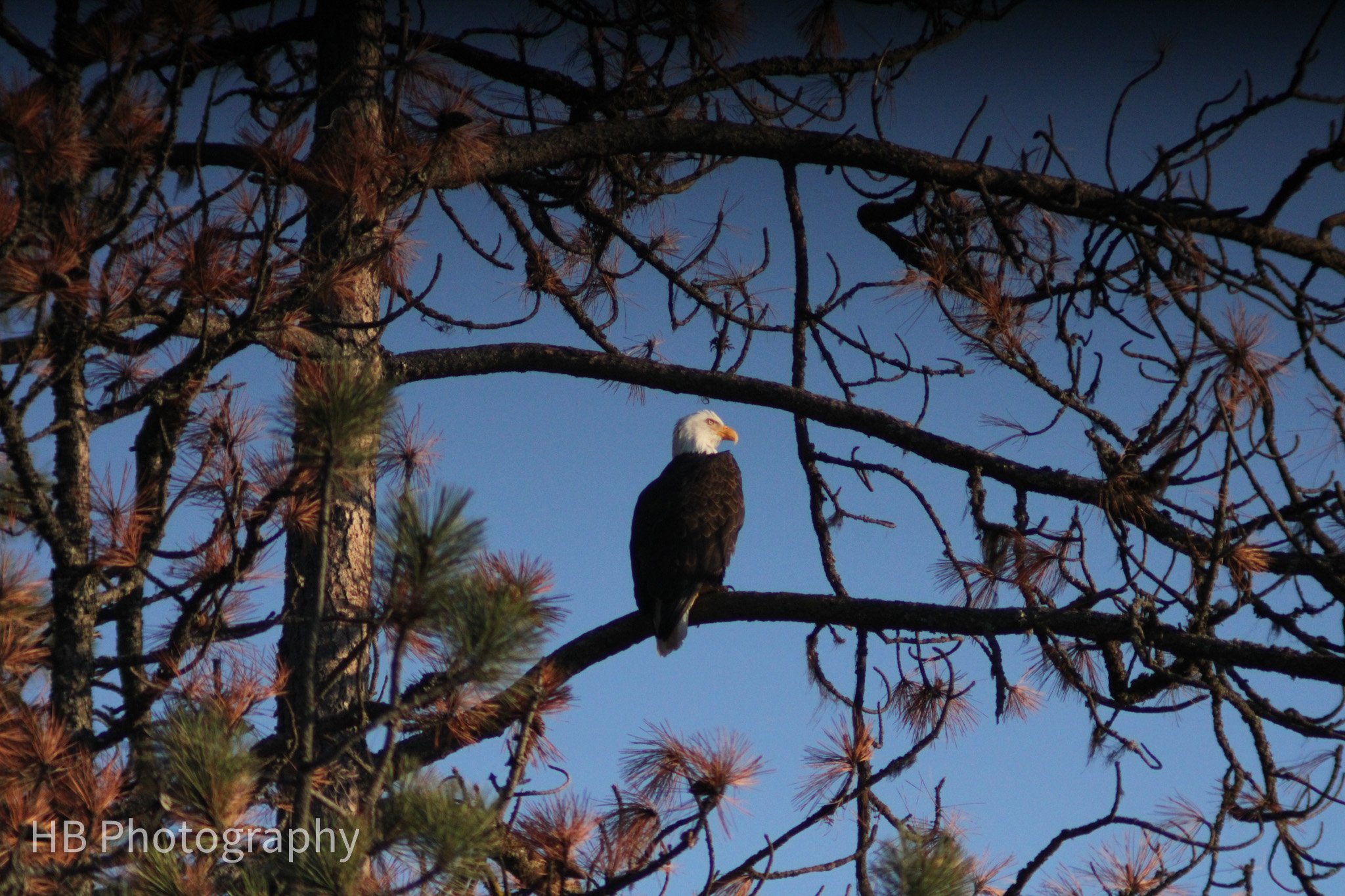 Eagle Looking Right