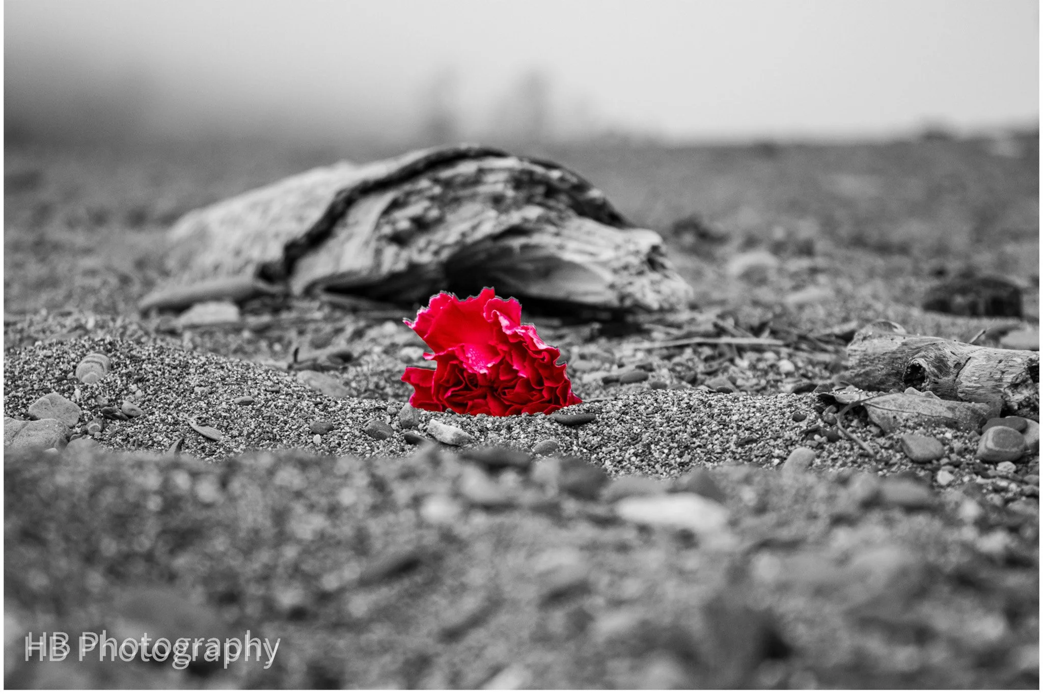 Red, Red, Rose