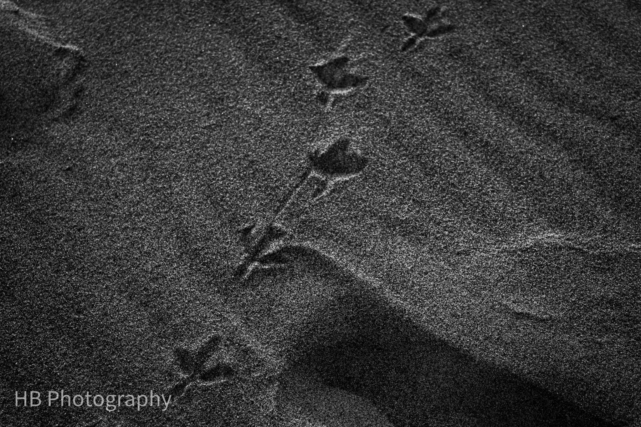 Still Footprints