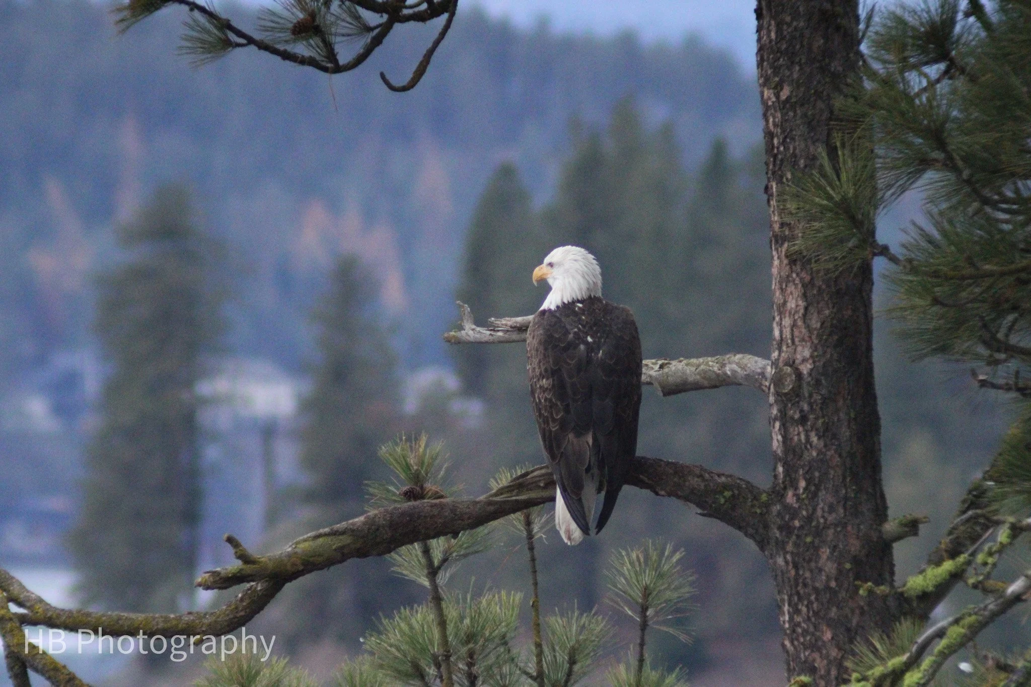 Eagle Looking Out