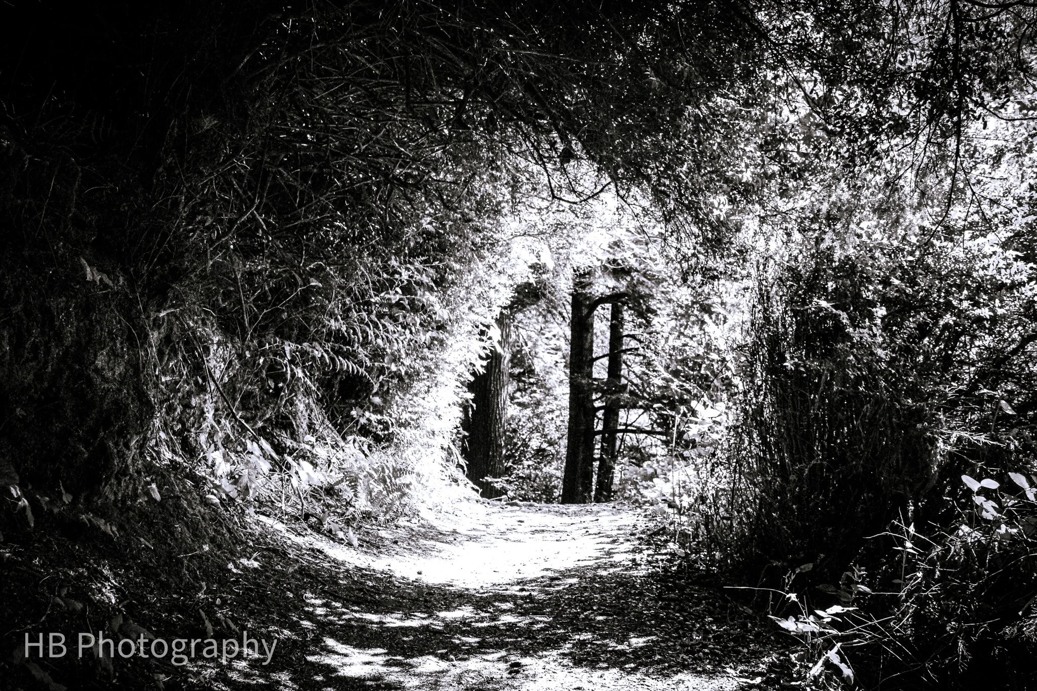 Portal to Peace