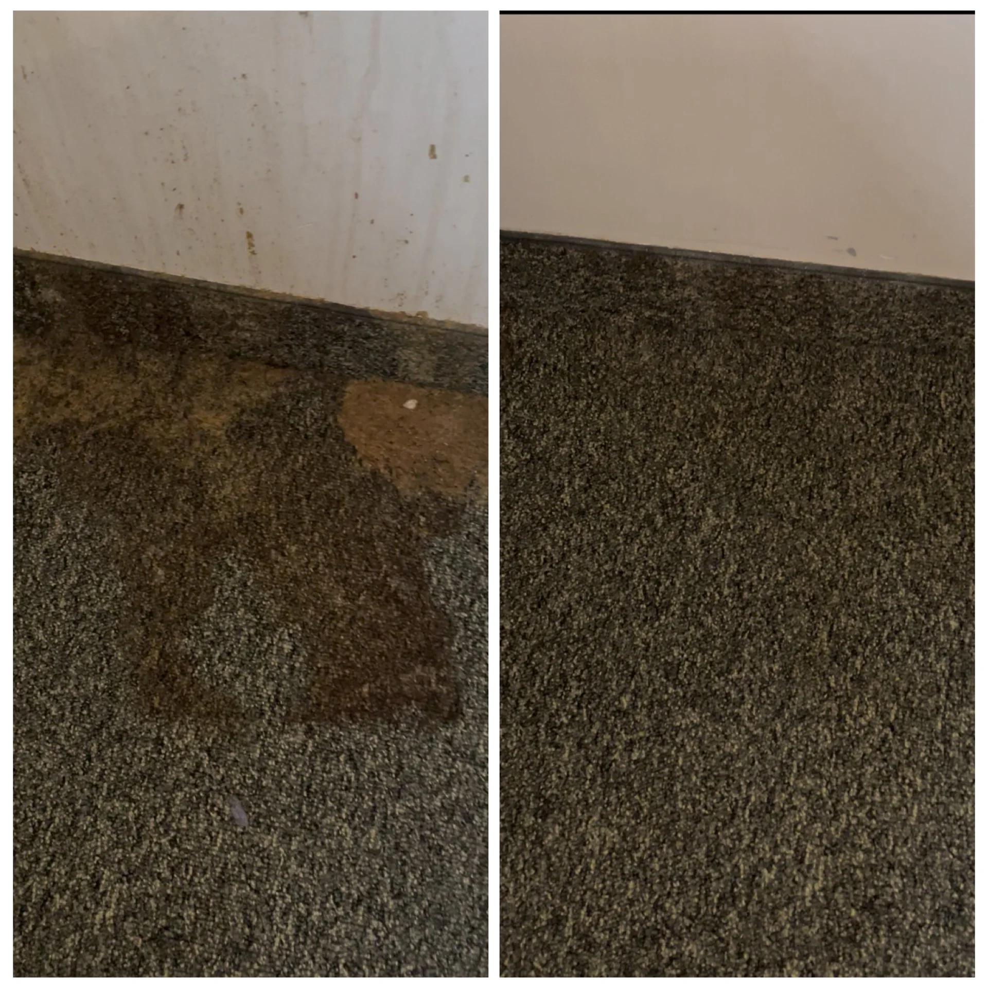 Carpet Stain Removal