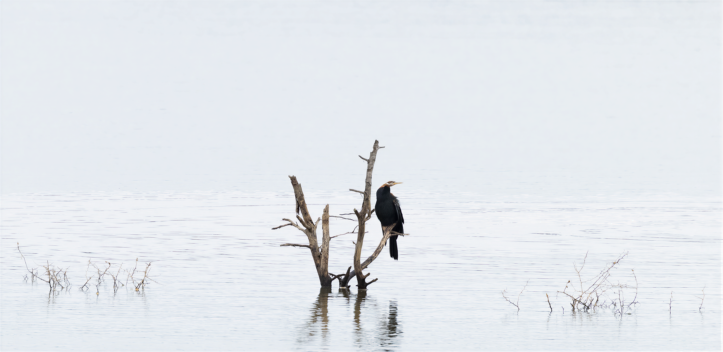 High key image of an anhinga, South Africa