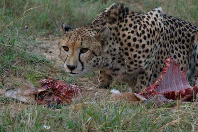 Meal time is also a time to be alert. Cheetah Kwa Zulu, South Africa.