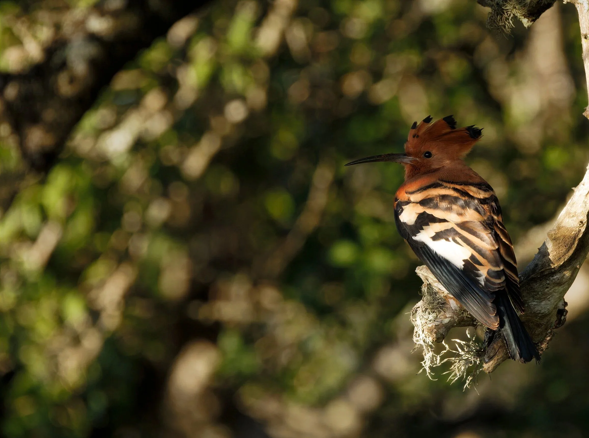 Hoopoe