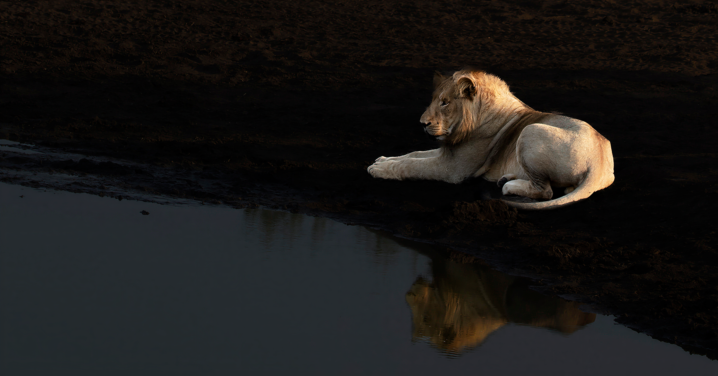 Lion watching a herd of wildebeest...too far away to hunt, South Africa
