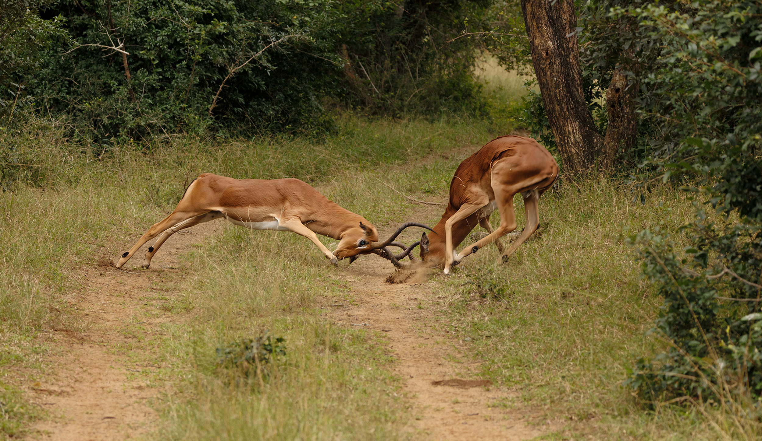 Impalas establishing who's going to mate..South Africa