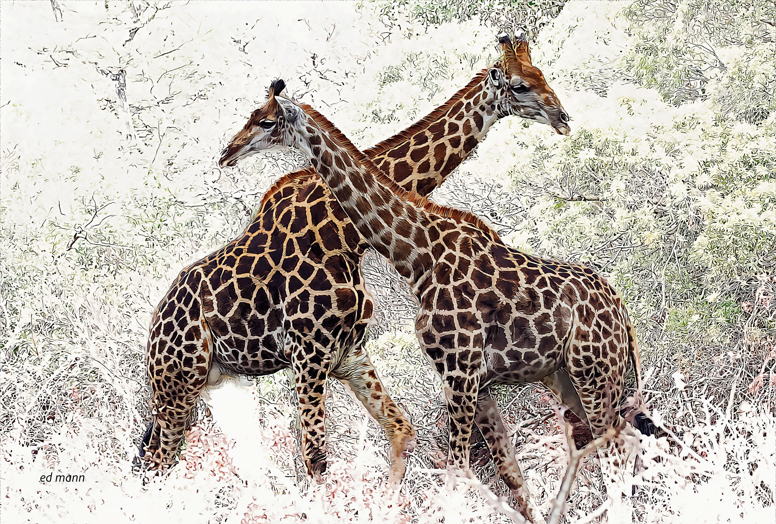 Two giraffes passing