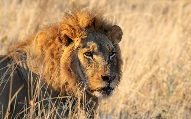 A large predator will always see you. Keep that in mind when you approach.
