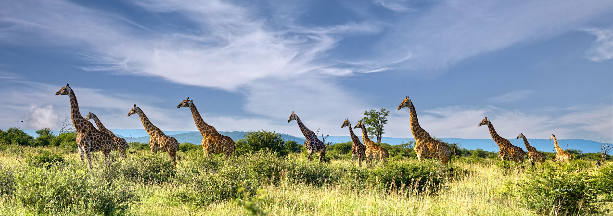 Giraffes focused on something of interest. Madikwe, South Africa