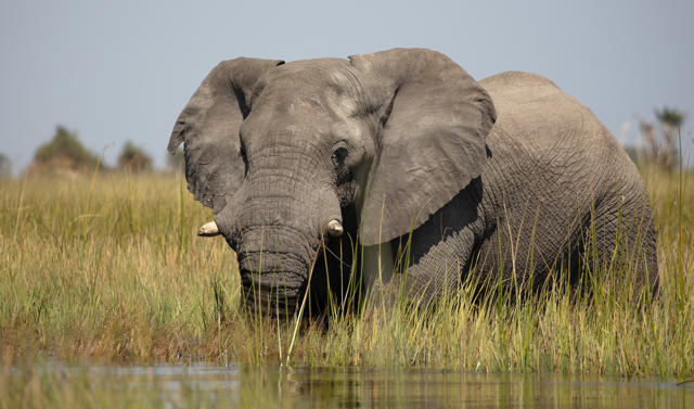 The Okavango Delta in Botswana. One of the most peaceful experiences you will ever have.