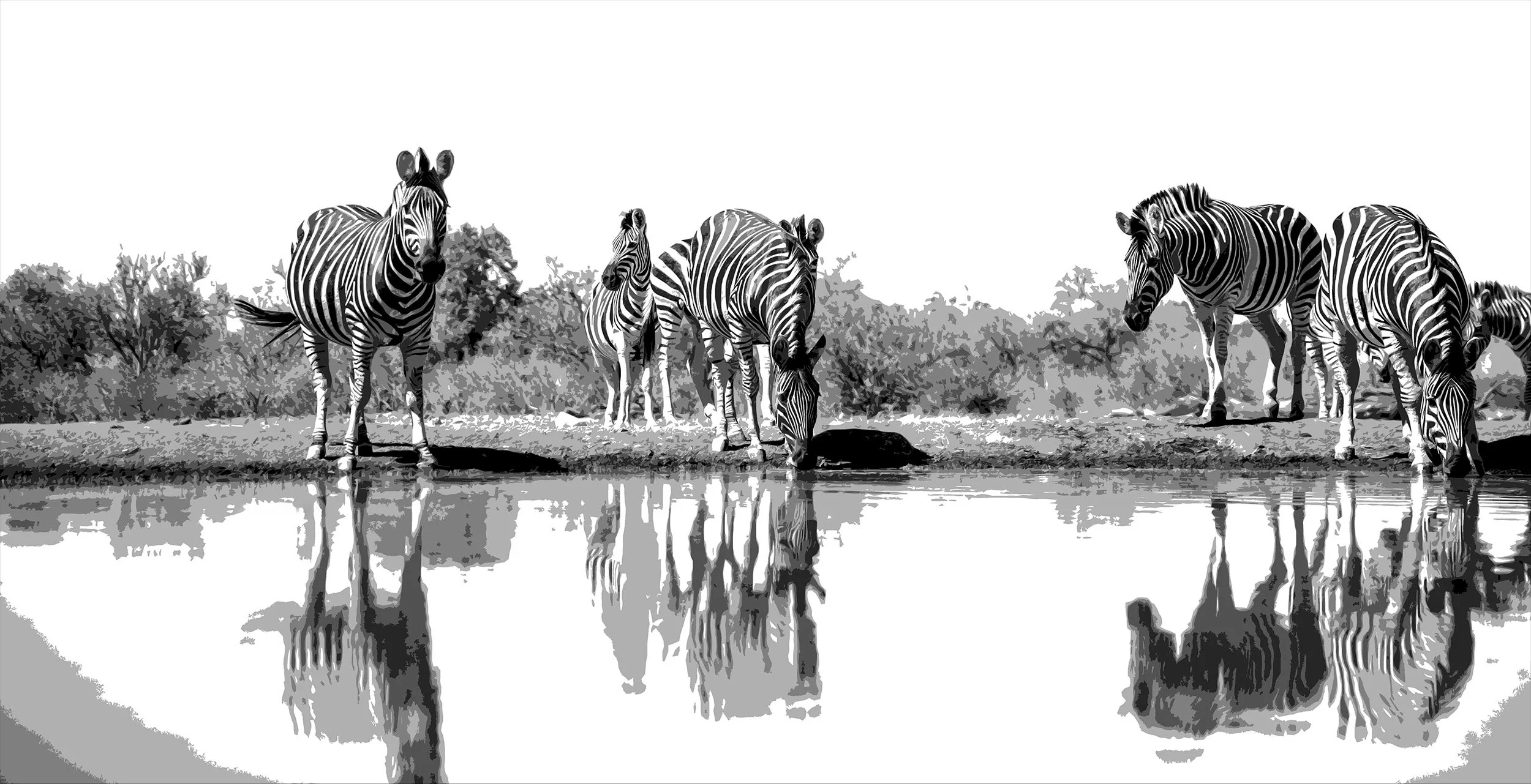 Zebras on a waterhole...Botswana