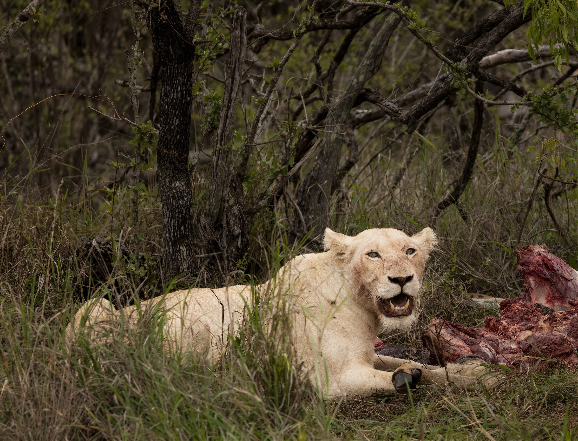 White lion, Timbavati. Extremely rare Leucistic genetic variation. Only 6 to 10 left in the wild.