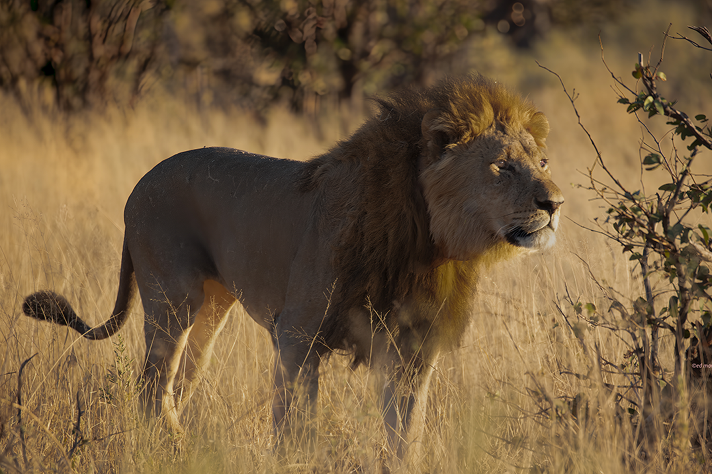 A male out patrolling...a prime time for him 