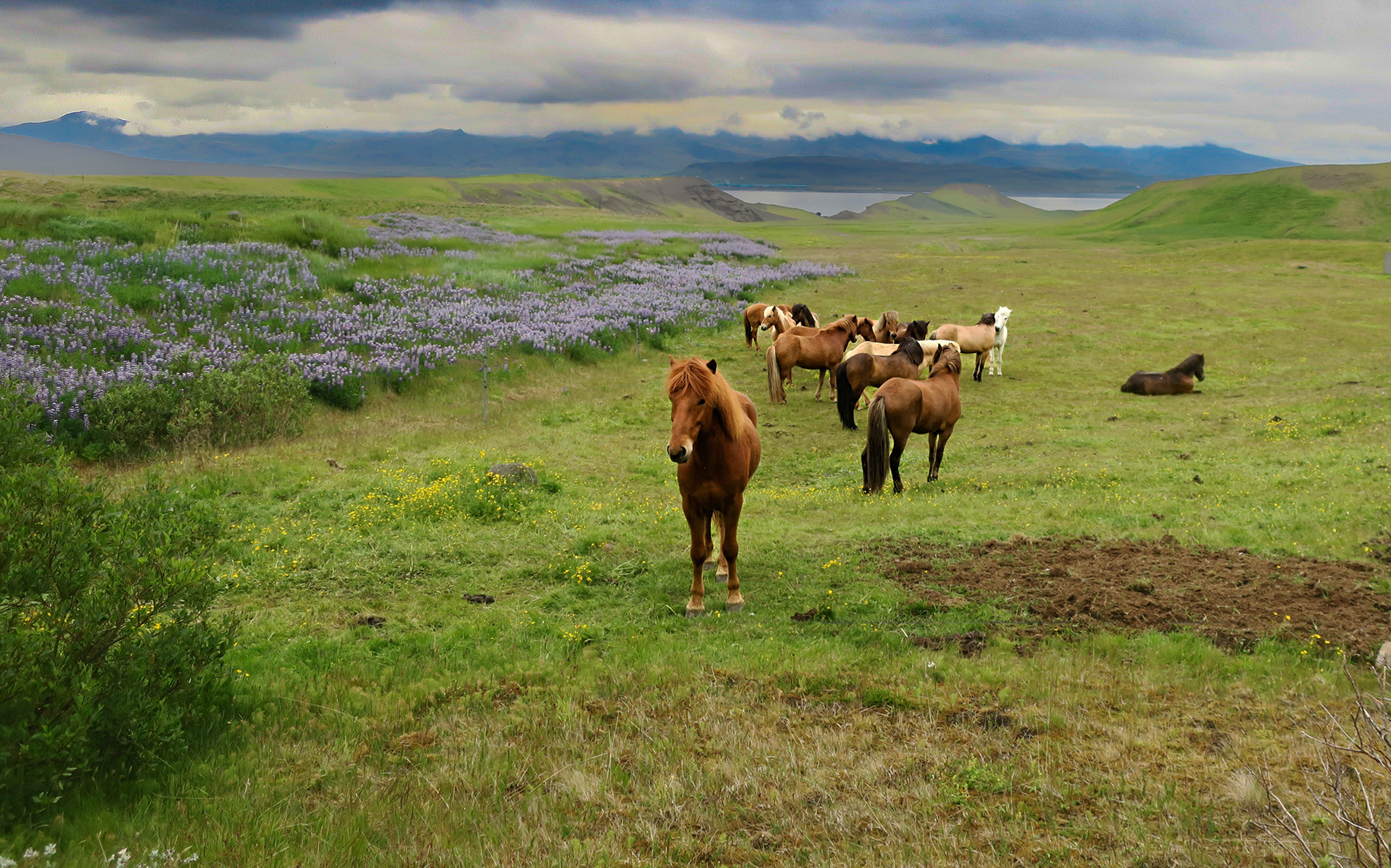 Icelandic Horses are a special breed, Iceland