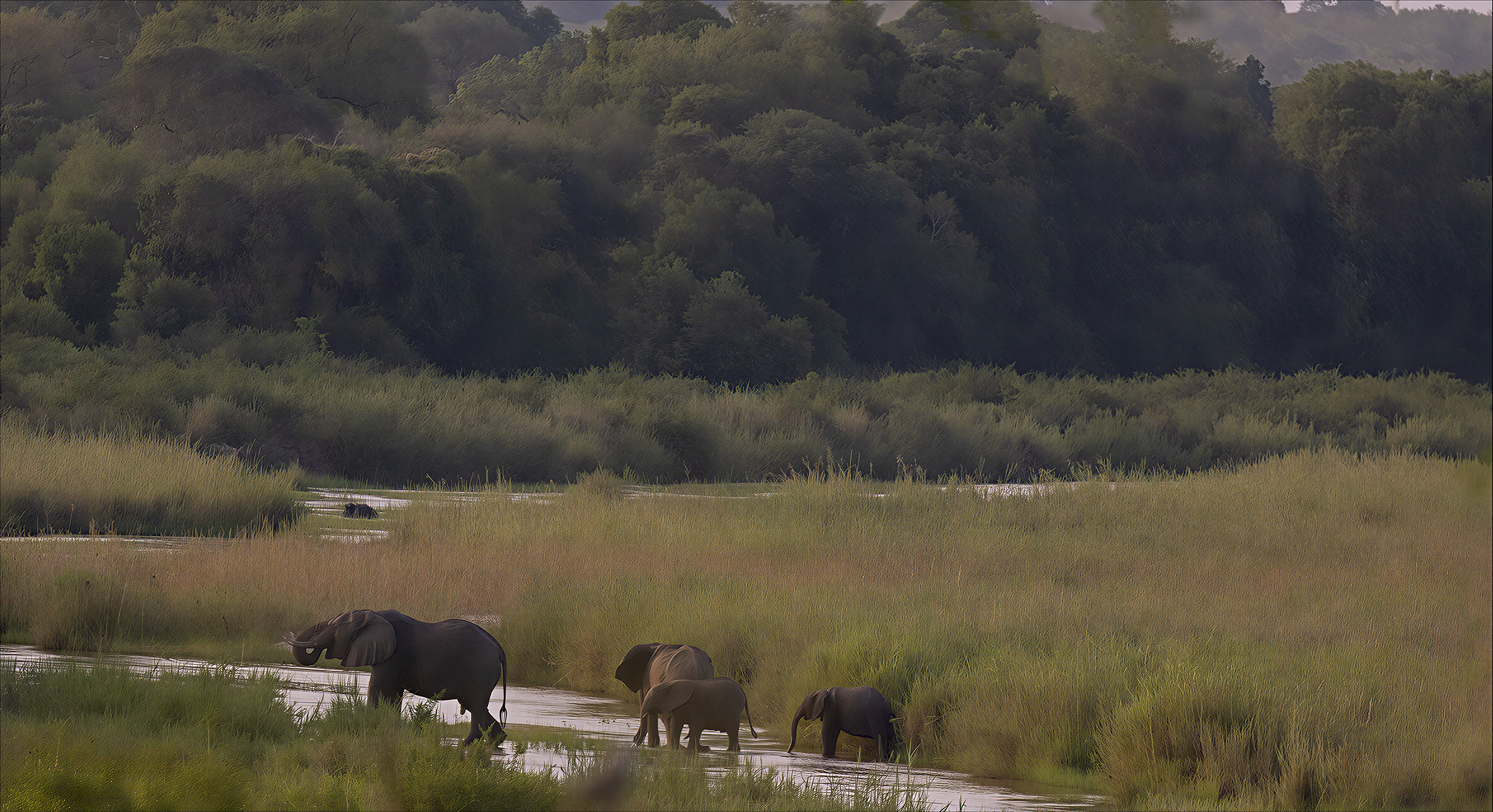 Elephants crossing near Kruger Park in South Africa
