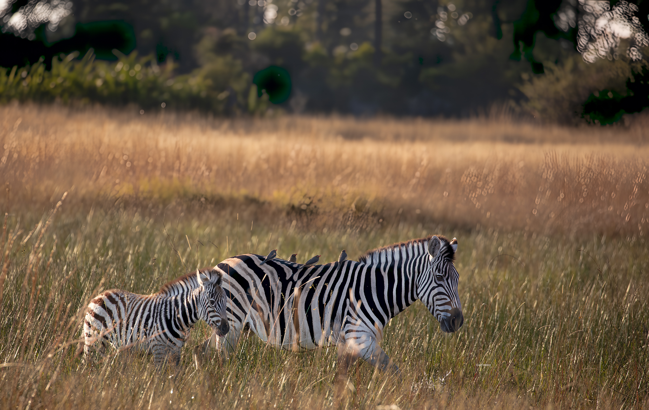 A pretty new zebra sticking close to mom. Oxpeckers on her back, searching for a meal/