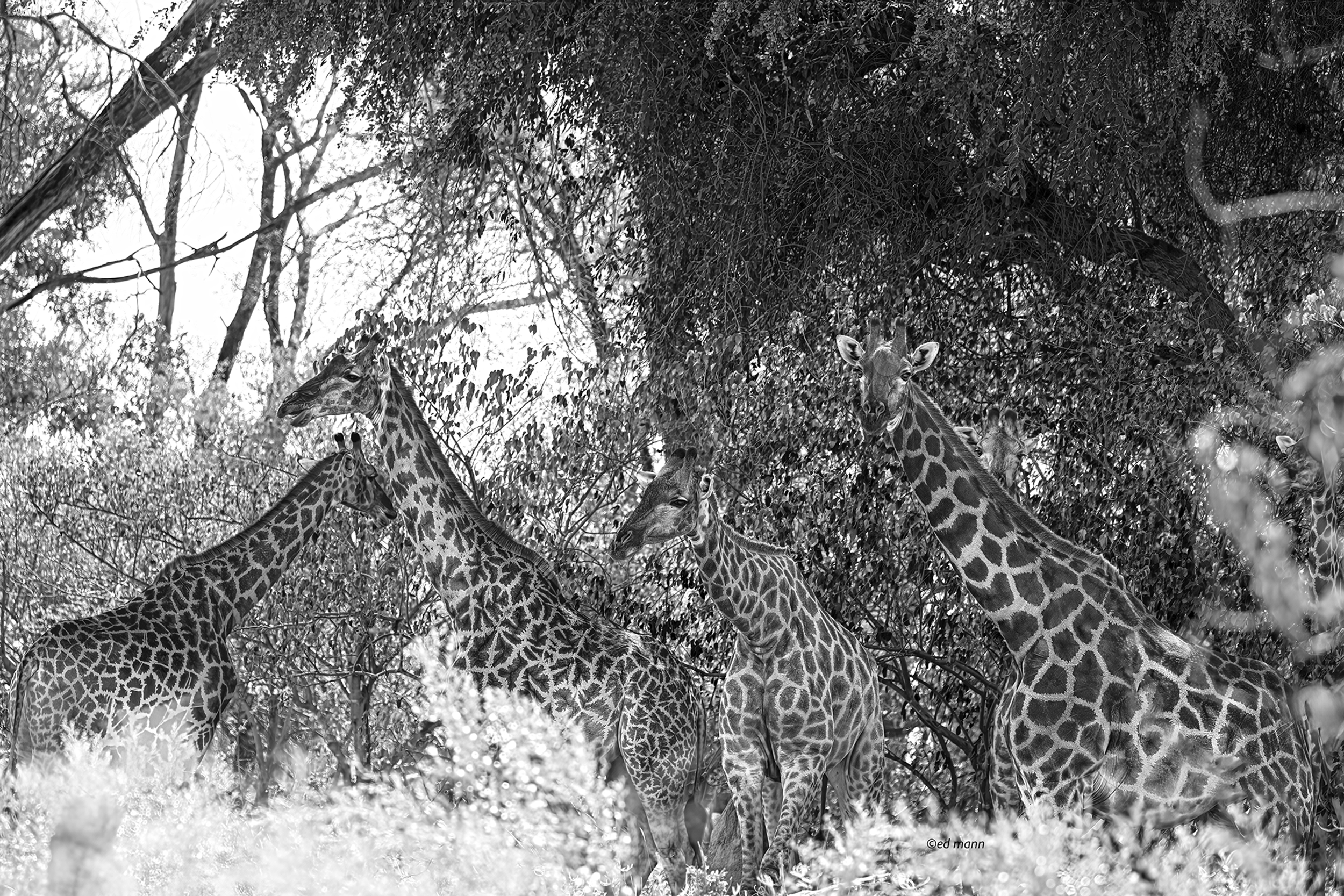 Giraffes, for all their height are camouflaged. 