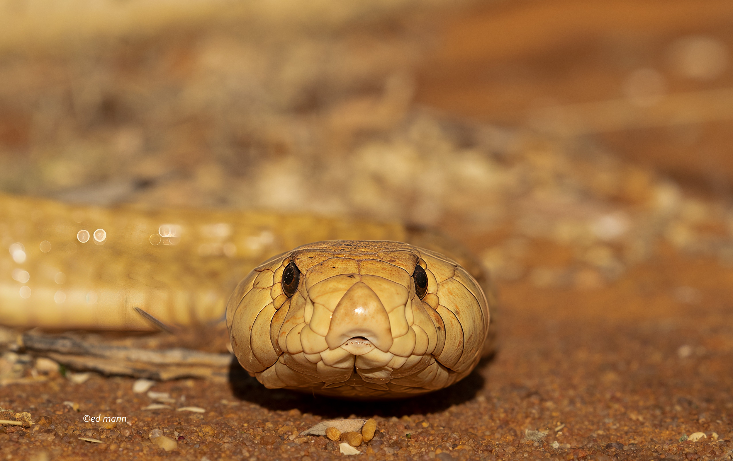 Cape Cobra Southern Kalahari