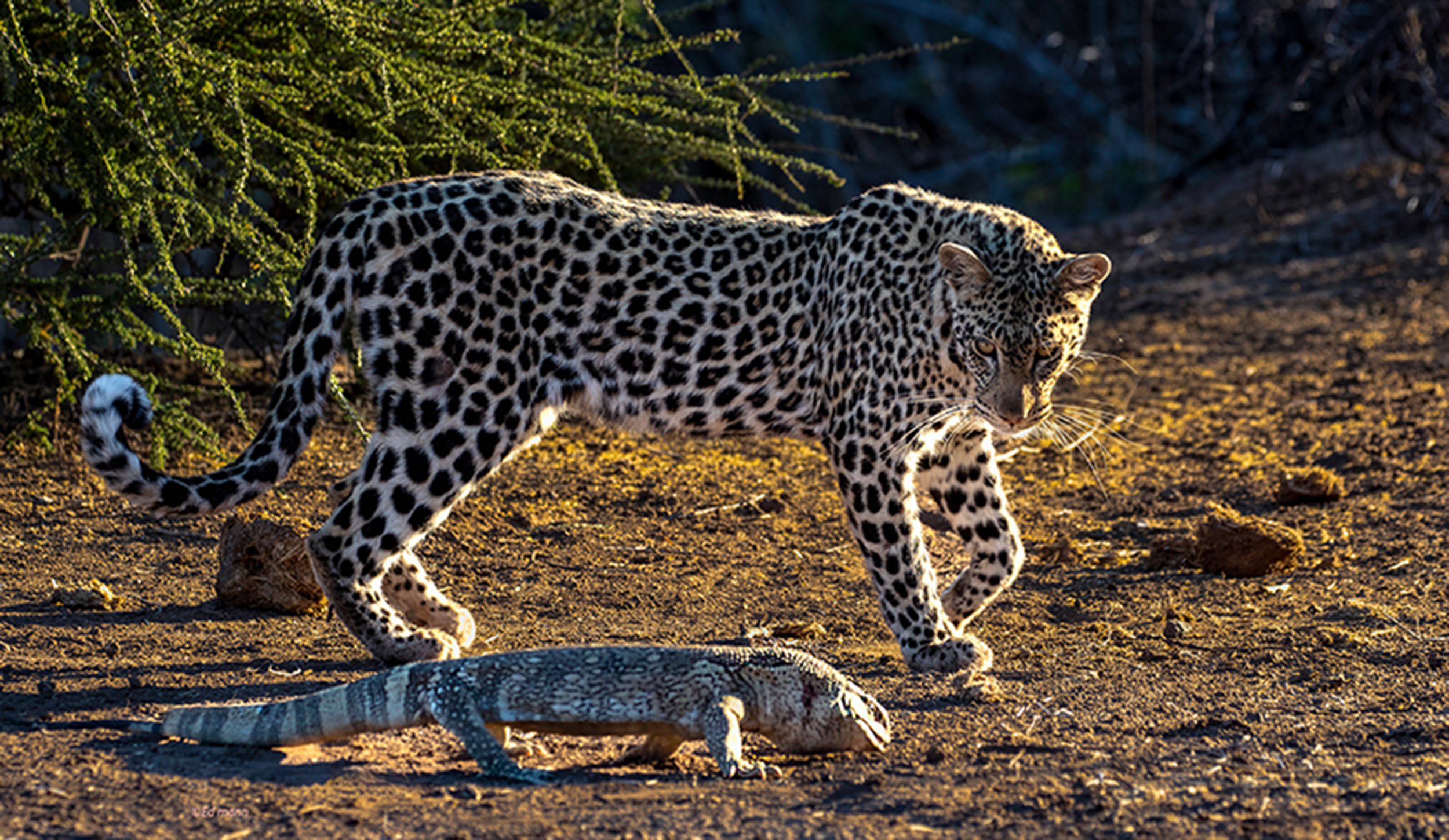 Young female playing with a monitor lizard.