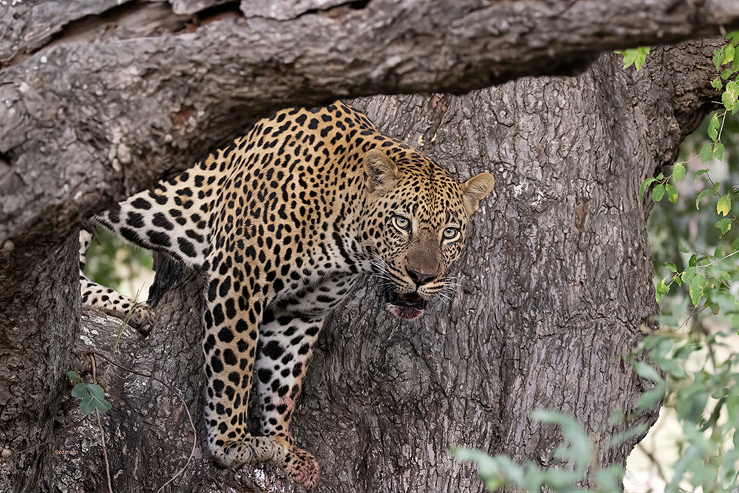 Young male leopard..excellent hunter