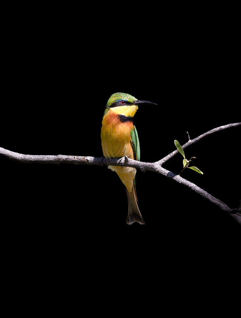 Little Bee Eater, South Africa
