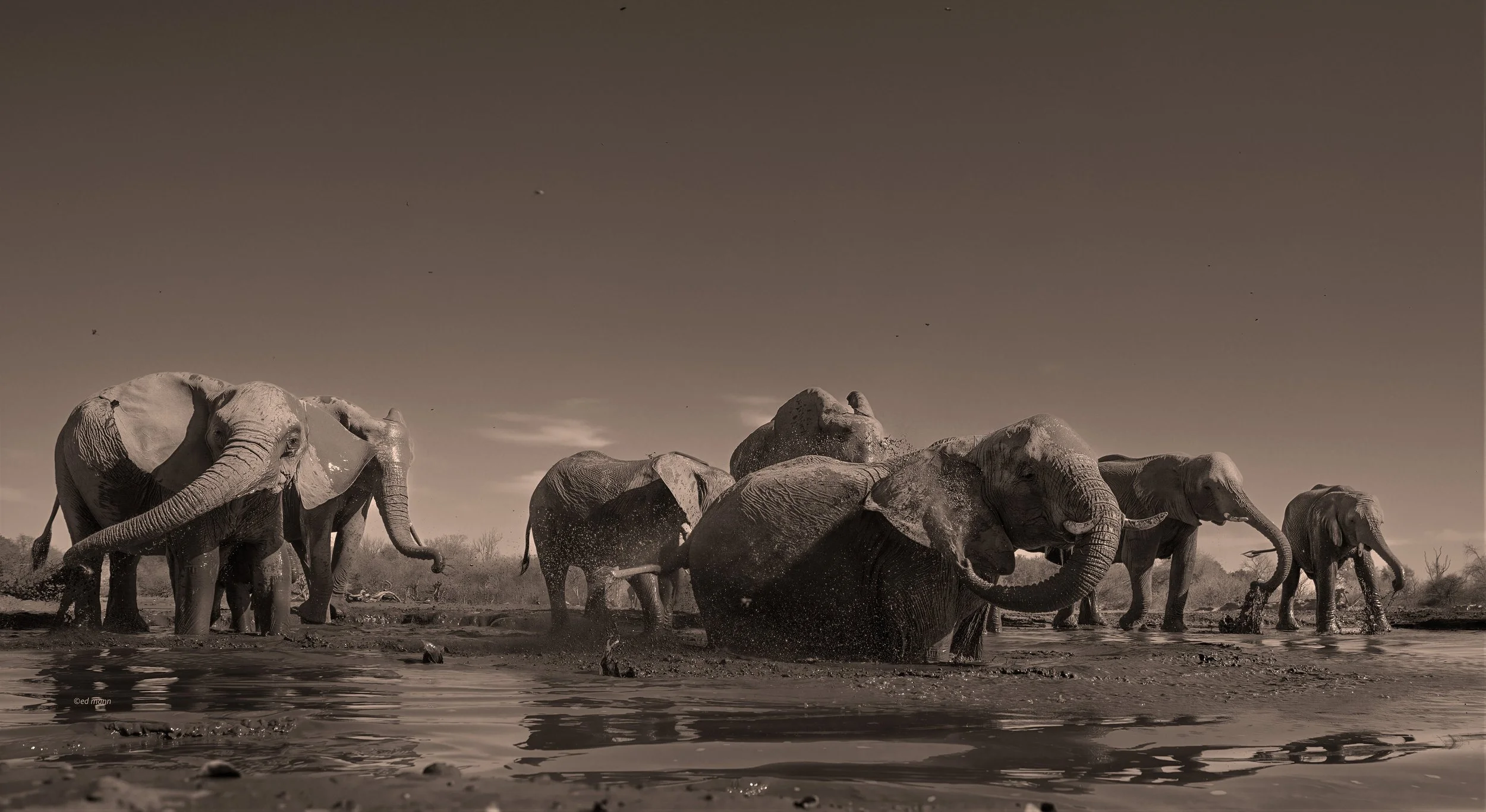 Elephants wallowing in mud