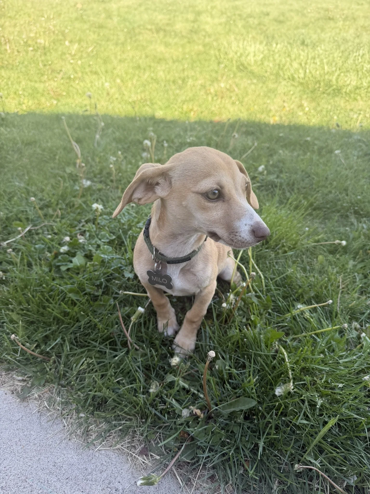 Start Your Puppy Right