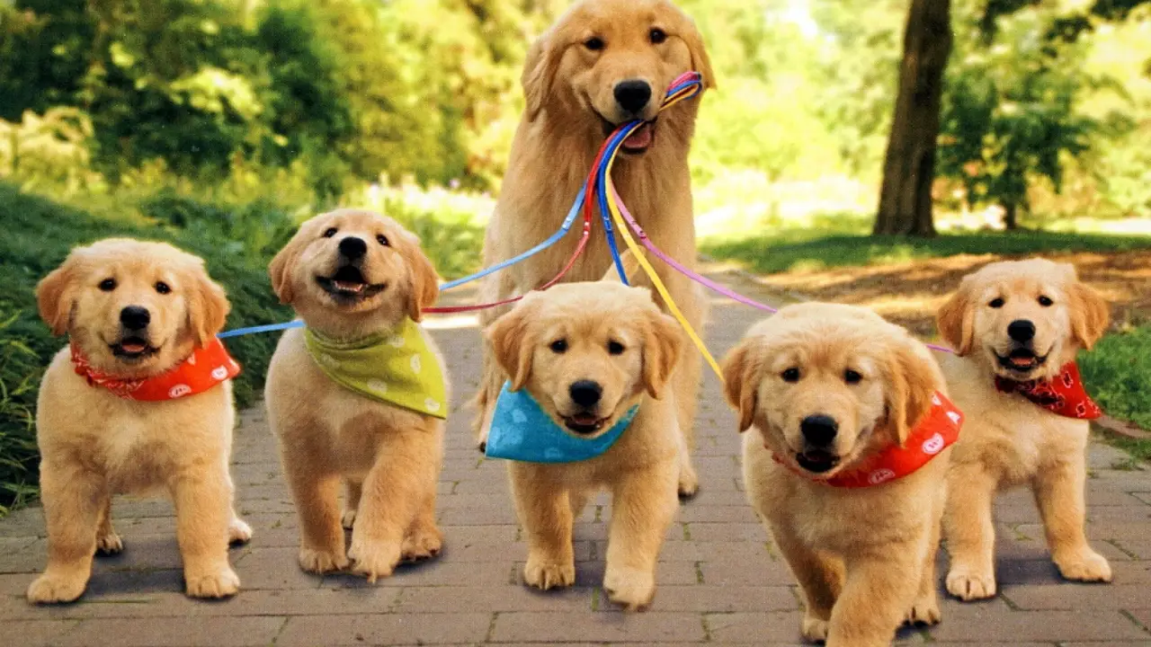 Best Dog Parks in Charlotte, NC