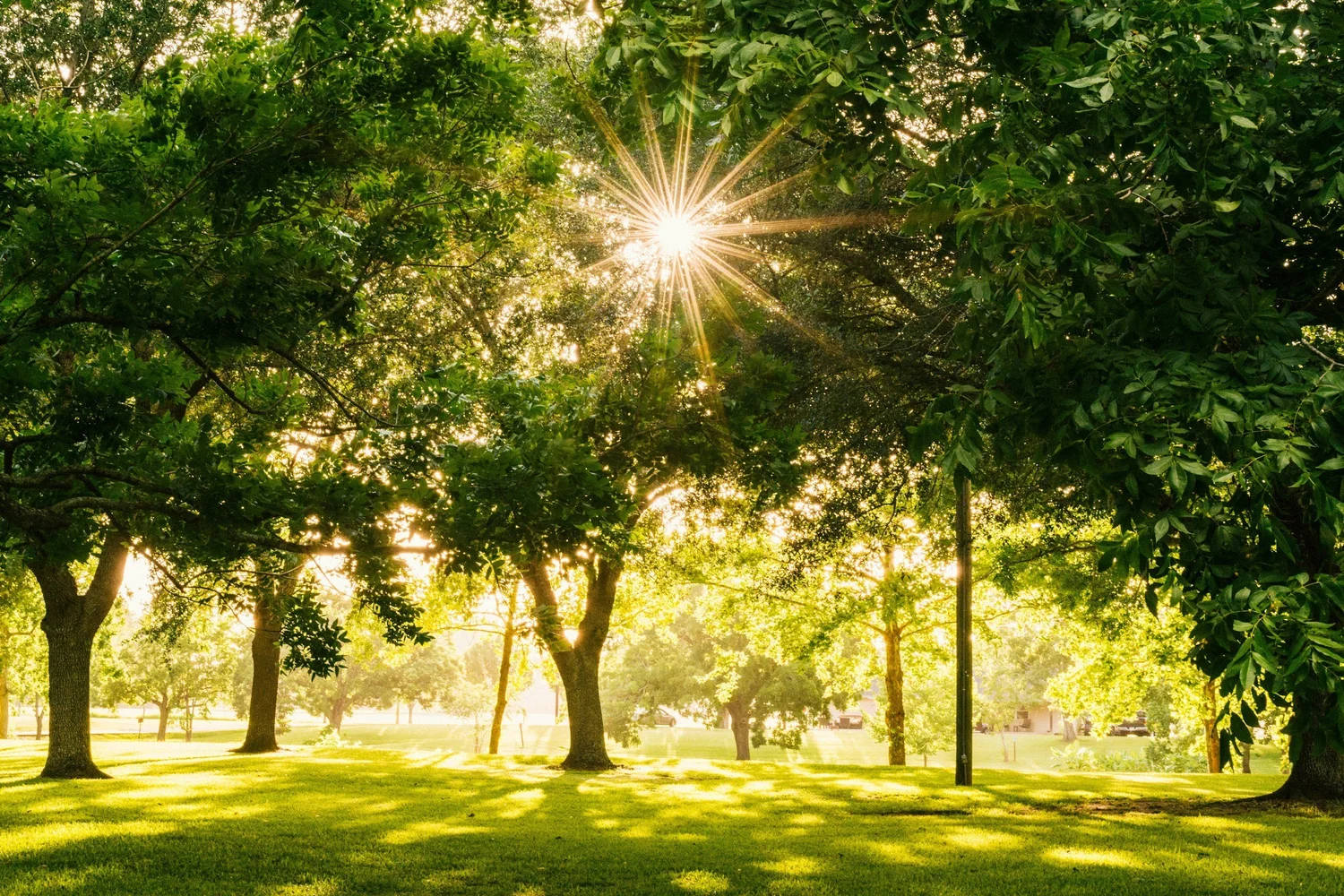 Elon Park
