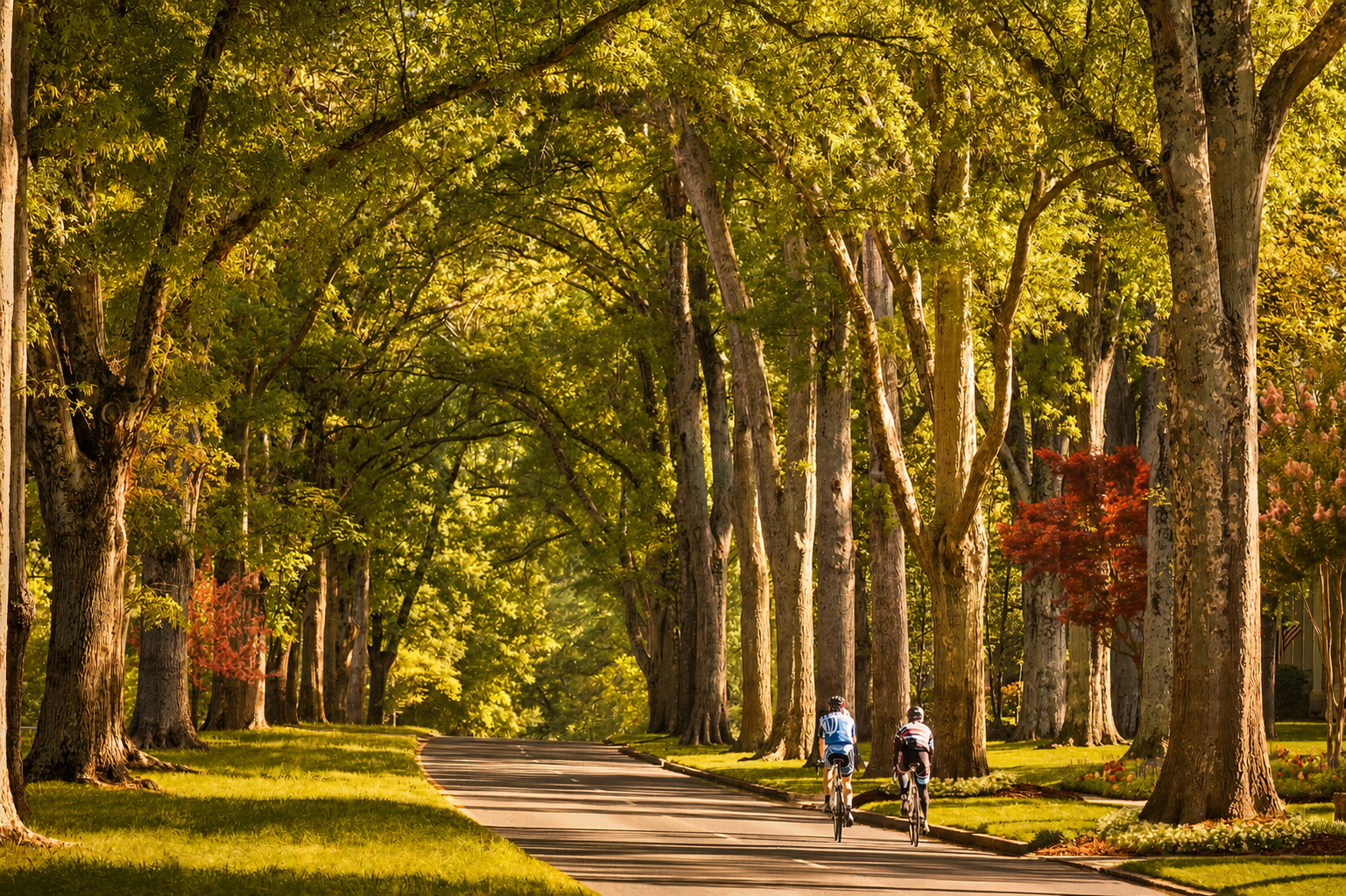 dilworth-tree-lined-trail-golden-hour.png
