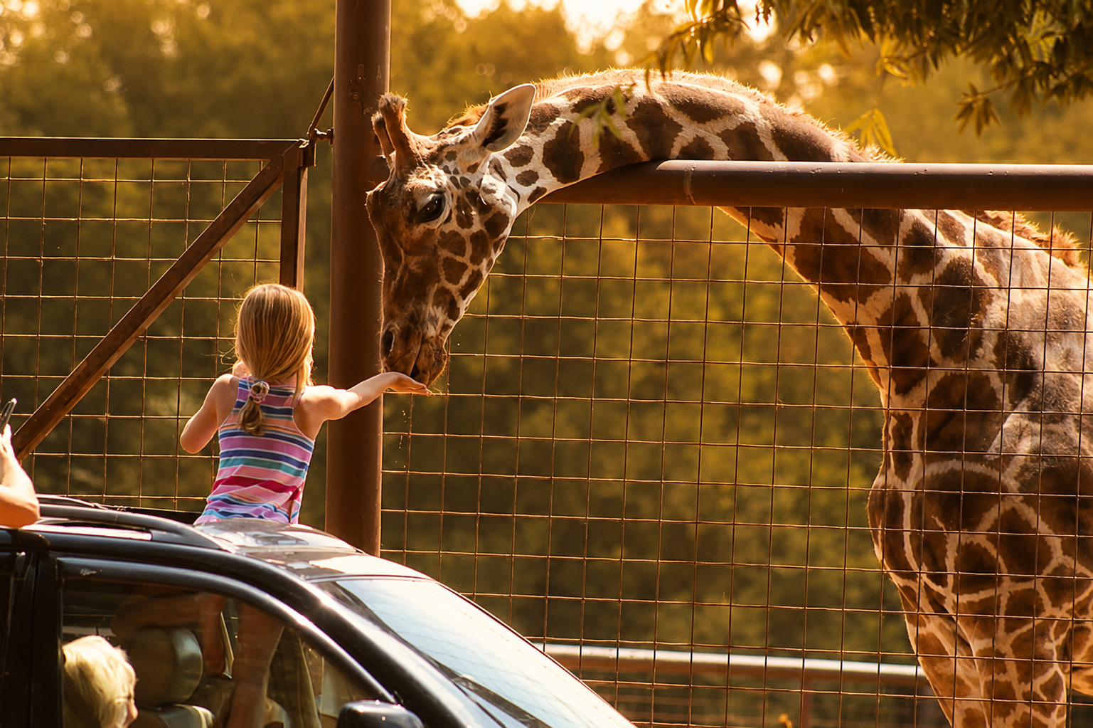 golden-hour-giraffe-feeding-encounter.png