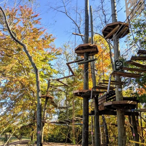 Tree Tops.jpeg