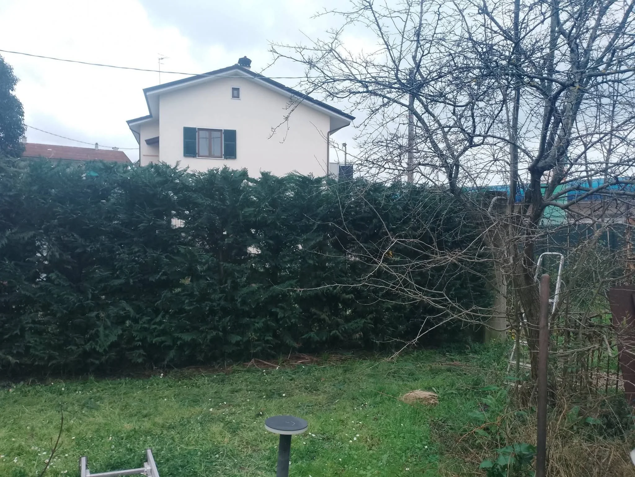 Manutenzione del verde potatura a siepe laylandi