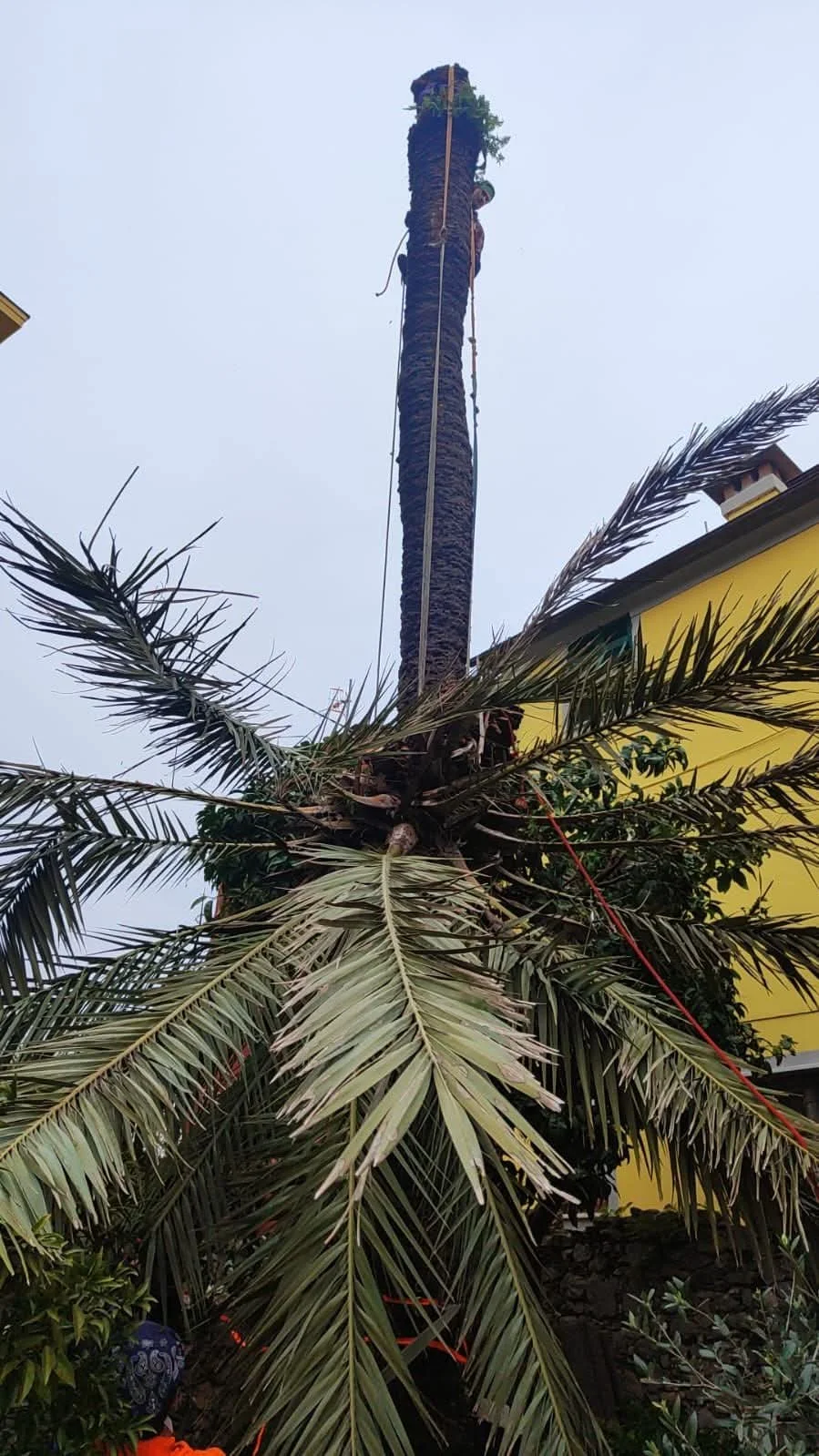 Abbattimento alto fusto controllato