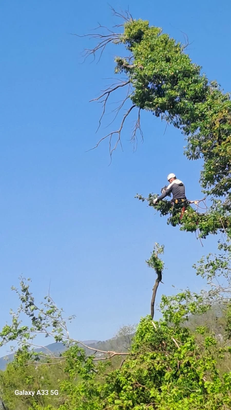 Abbattimento alto fusto