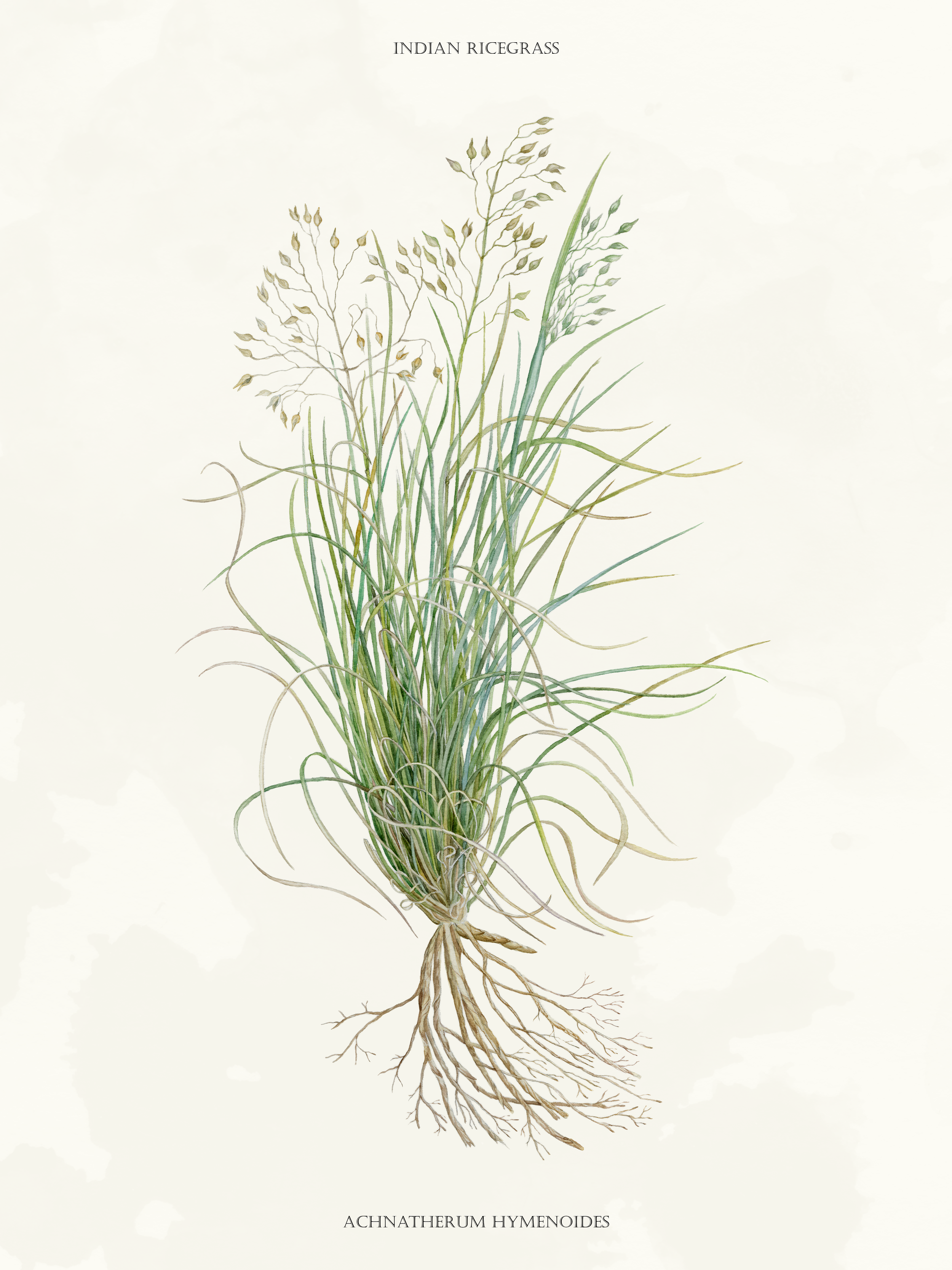 Indian Ricegrass (17x22)