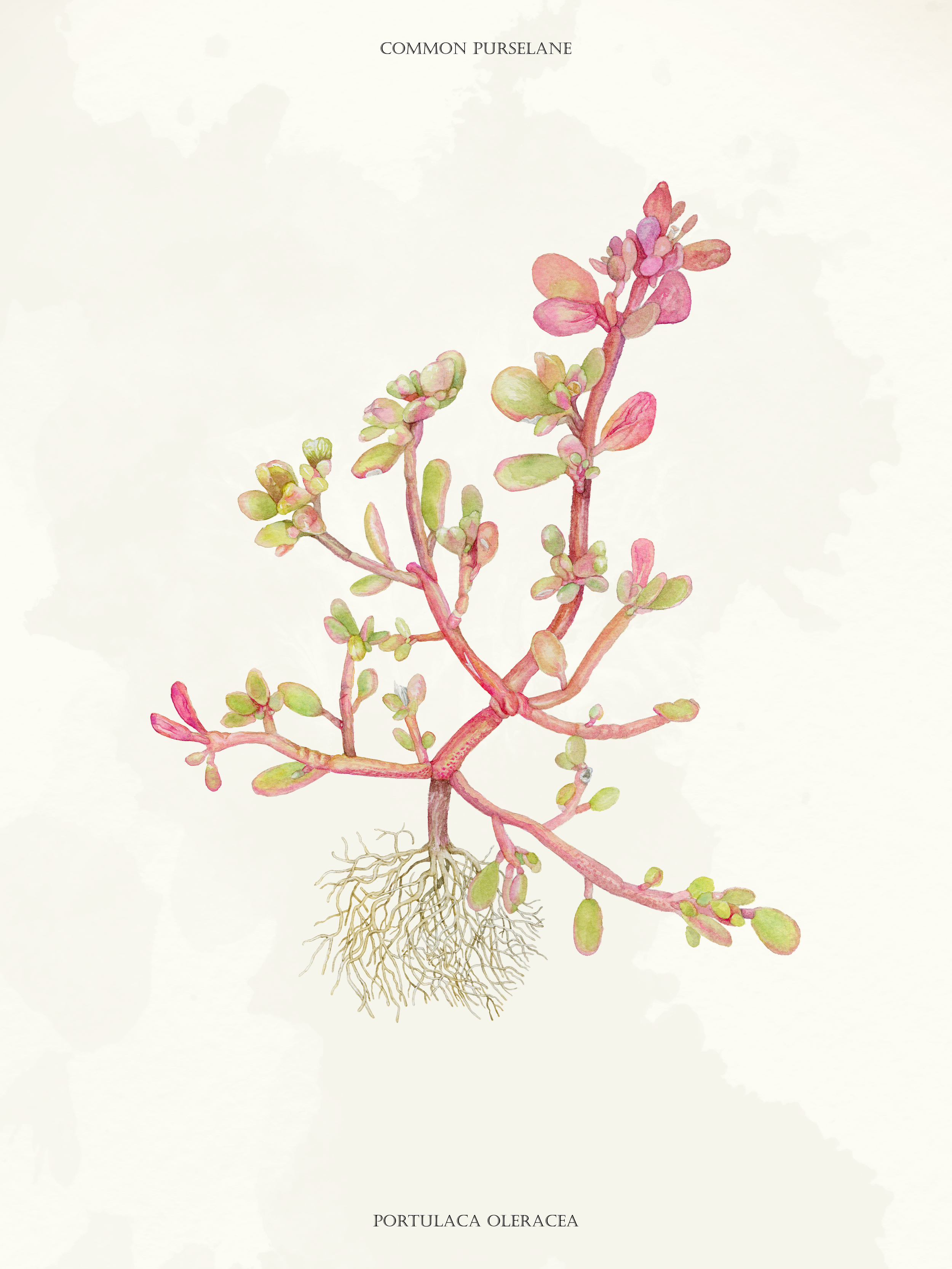 Common Purslane (17x22)