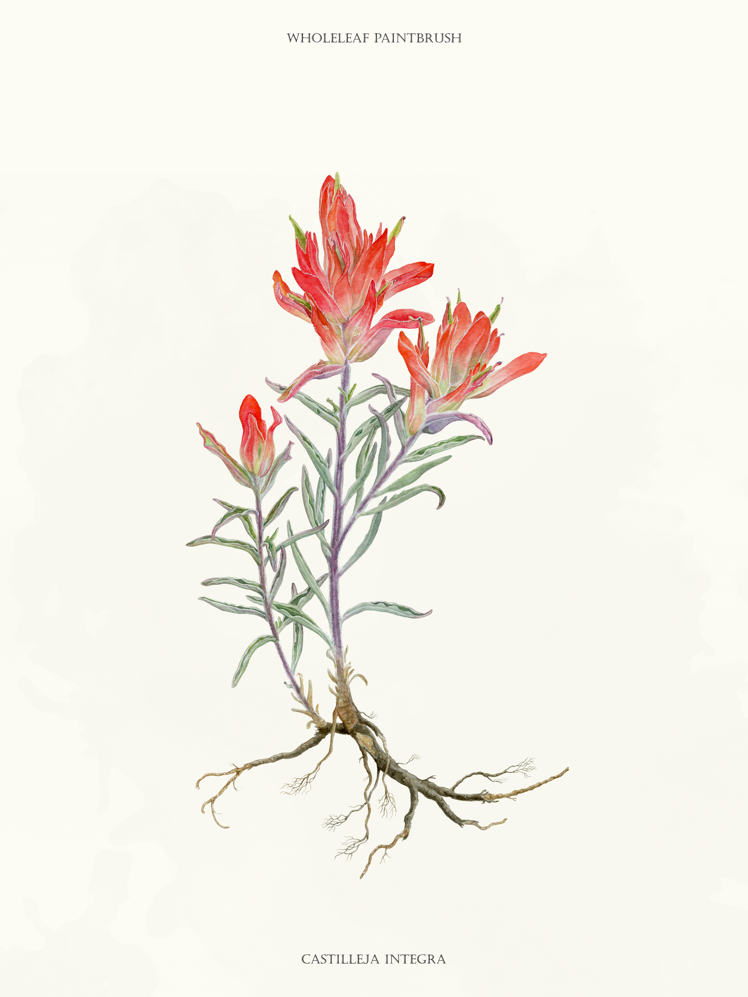 Wholeleaf Paintbrush (17x22)